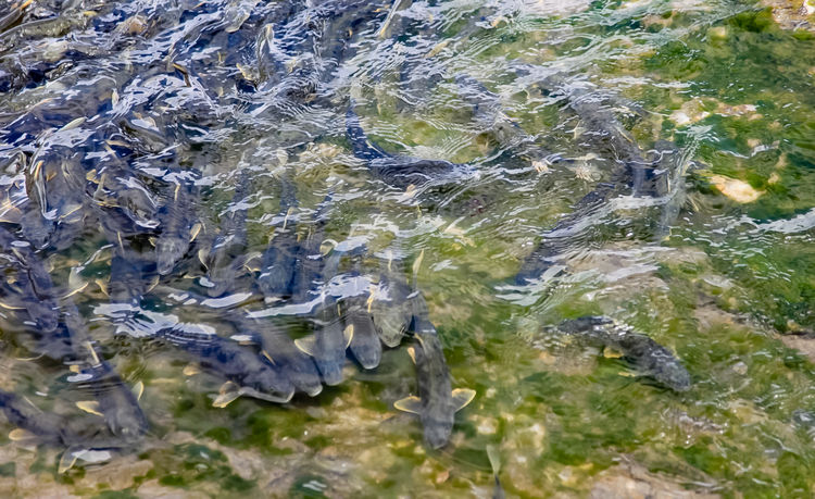 青海湖裸鯉（湟魚）洄游。周元峰攝