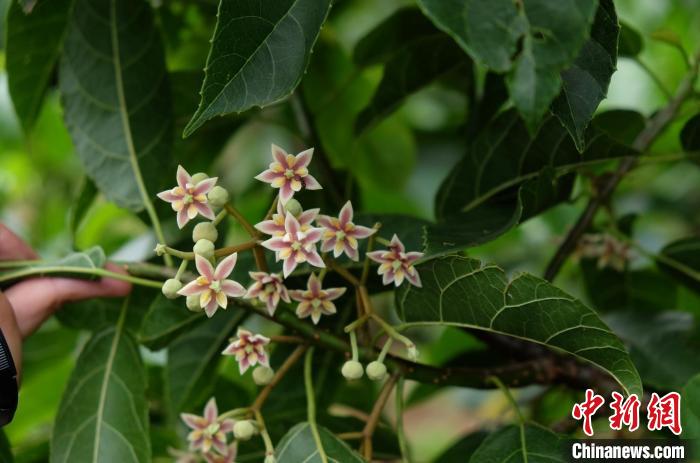 圖為古林箐近地保護(hù)的滇桐首次開花?！±顕?攝