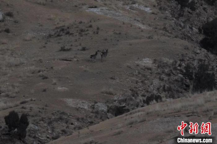 圖為兩只馬鹿在山坡上行走?！〔湃?攝