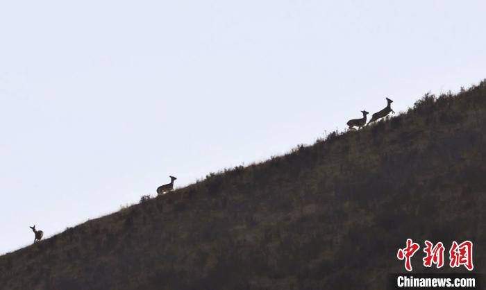 圖為狍鹿在山坡上漫步?！〔彭?xiàng)南加 攝