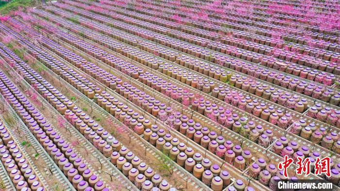 灼灼桃花惹人醉?！㈡?攝