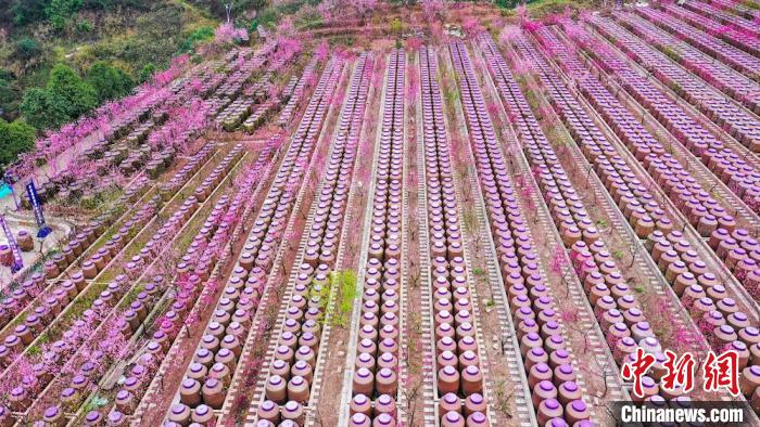灼灼桃花惹人醉?！㈡?攝