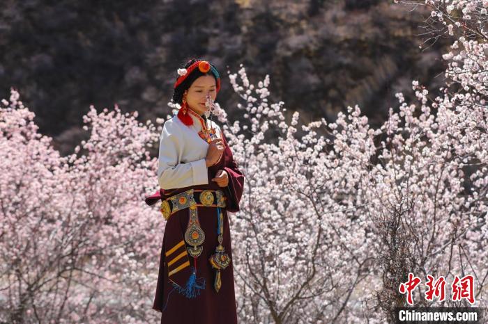 白玉縣河坡鎮(zhèn)桃花林間身穿民族服飾的藏族女孩?！“子袢诿?攝