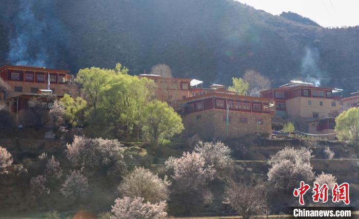 暖陽下白玉縣河坡鎮(zhèn)正在盛開的桃花與藏式民居?！“子袢诿?攝