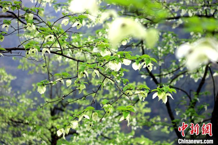 珙桐在春末夏初之際開(kāi)花，花期較短。　呂楊 攝