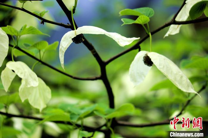 兩片潔白的花瓣隨風(fēng)搖曳就像飛翔的白鴿?！螚?攝