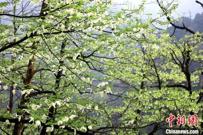 珙桐是1000萬(wàn)年前新生代第三紀(jì)留下的孑遺植物，中國(guó)特有的樹(shù)種，是國(guó)家一級(jí)瀕危保護(hù)野生植物?！螚?攝