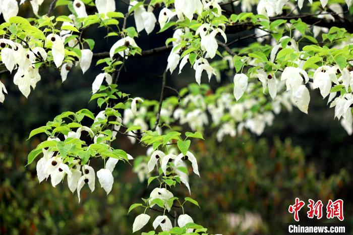 珙桐樹(shù)含芳吐艷，其白色的花形如飛鴿展翅，整樹(shù)猶如群鴿棲息，被稱為“鴿子花”?！螚?攝