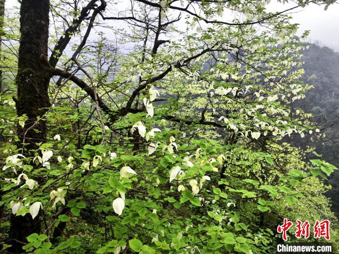 山谷兩側(cè)高大繁茂的珙桐樹(shù)?！螚?攝