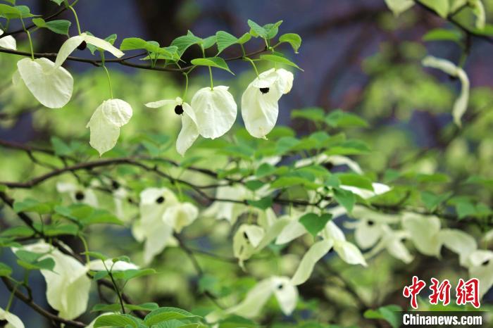 珙桐樹(shù)開(kāi)出潔白的花朵?！螚?攝