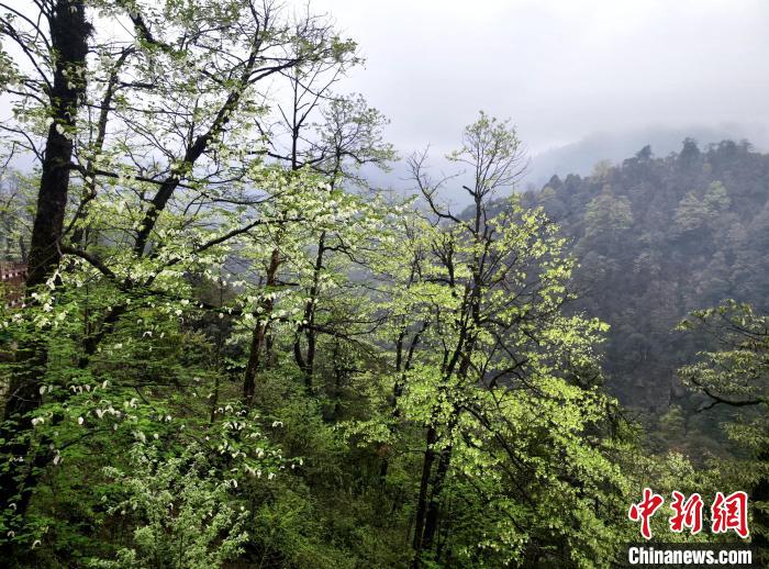 珙桐花朵潔白素雅，與青山雨霧融為一體?！螚?攝