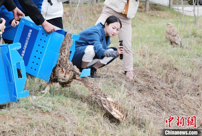 圖為西寧野生動(dòng)物園救護(hù)的雕鸮在西寧市放歸大自然?！●R銘言 攝