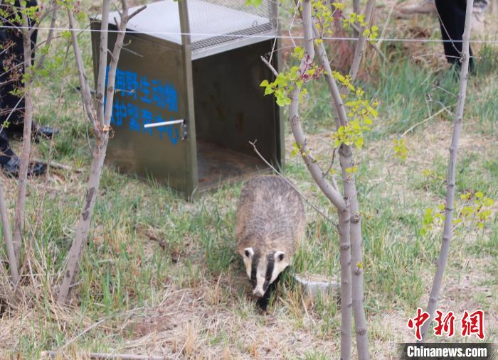 圖為西寧野生動(dòng)物園救護(hù)的狗獾在西寧市放歸大自然。　馬銘言 攝