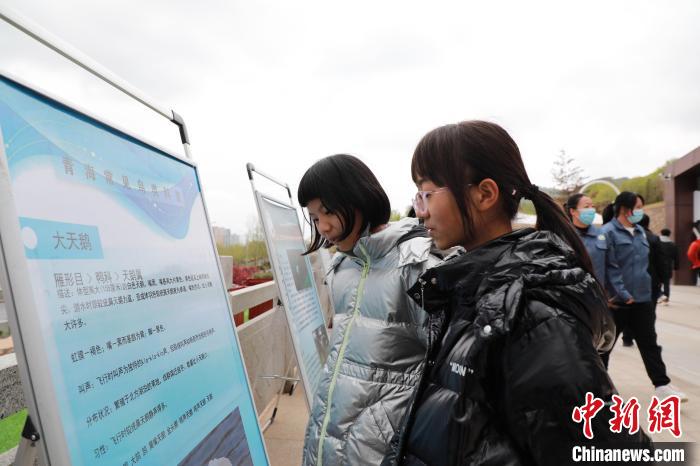 圖為學(xué)生通過展板了解青海常見鳥類?！●R銘言 攝