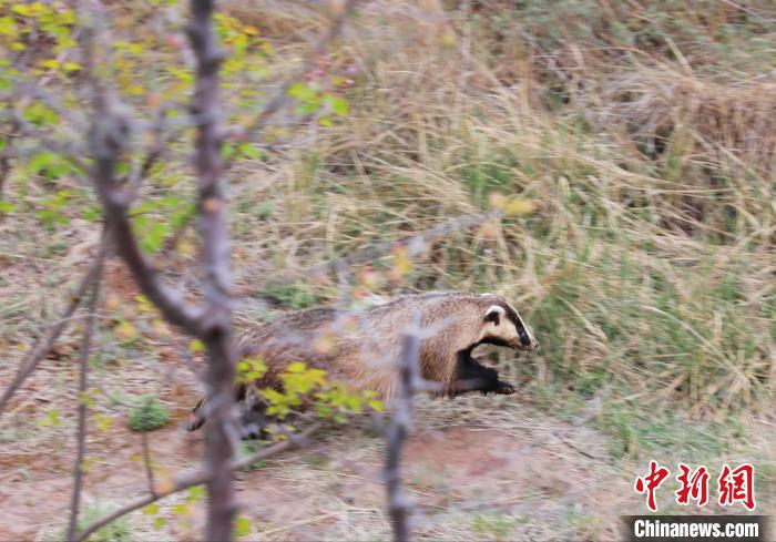 圖為西寧野生動(dòng)物園救護(hù)的狗獾在西寧市放歸大自然。　馬銘言 攝