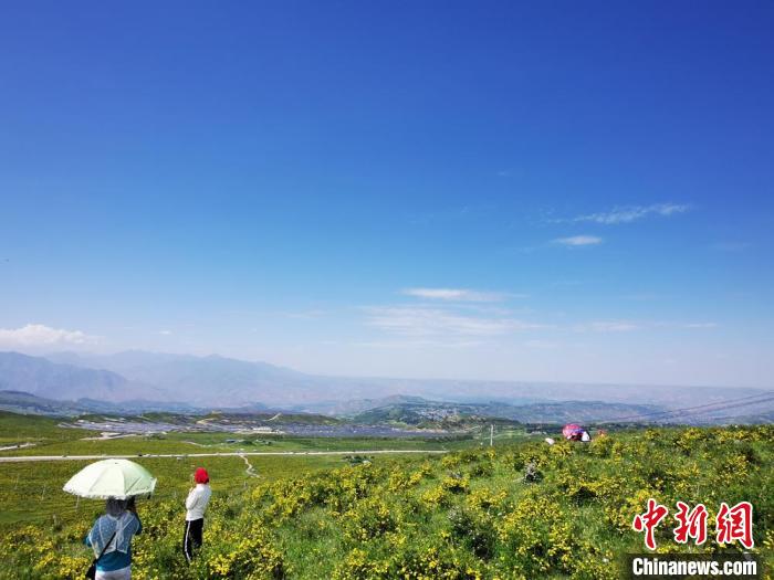 2020年07月07日拍攝于臨夏州積石山縣境內(nèi)，生態(tài)環(huán)境逐漸恢復(fù)，小黃花開遍山間。(資料圖) 殷春永 攝