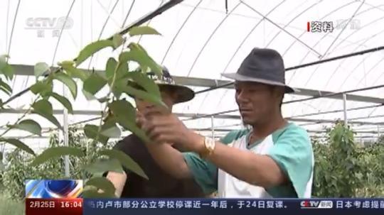 種蘑菇、養(yǎng)駱駝...。。特色產(chǎn)業(yè)助力鄉(xiāng)村振興走新路