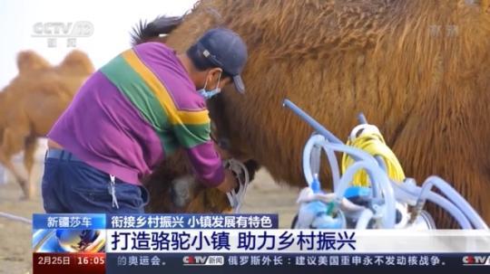 種蘑菇、養(yǎng)駱駝...。。特色產(chǎn)業(yè)助力鄉(xiāng)村振興走新路