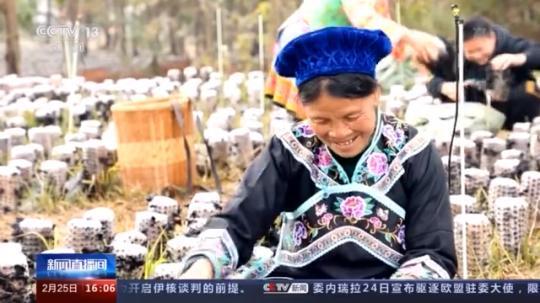 種蘑菇、養(yǎng)駱駝...。。特色產(chǎn)業(yè)助力鄉(xiāng)村振興走新路
