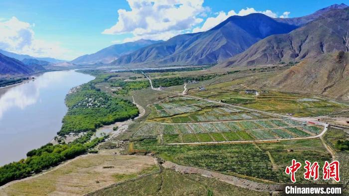 圖為桑日縣葡萄種植基地?！∩侥仙Ｈ湛h委宣傳部提供