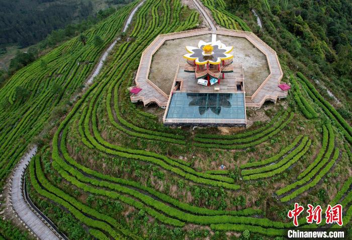 圖為西藏林芝市墨脫縣背崩鄉(xiāng)格林村山頂?shù)木坝^茶園。(無人機照片) 李林 攝