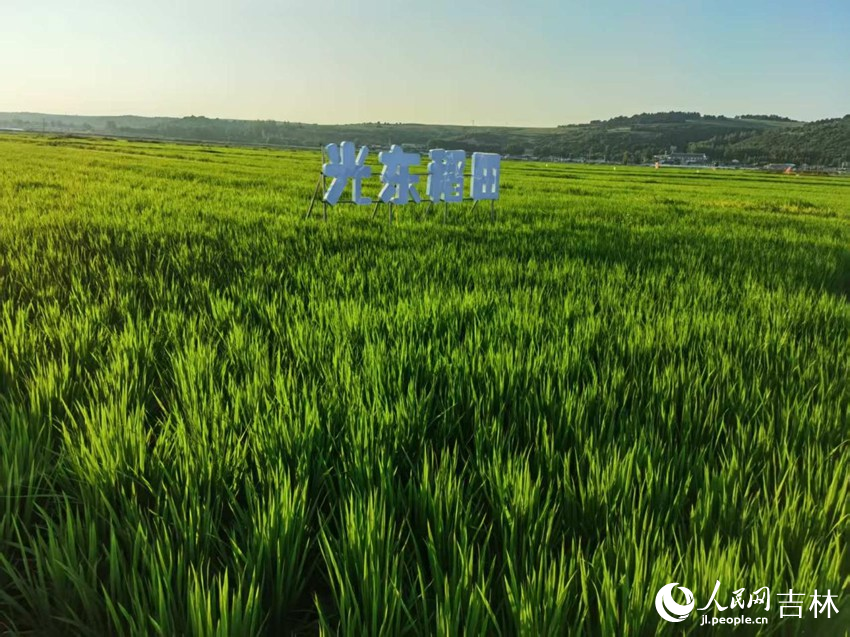 光東村稻田風(fēng)景美如畫（資料圖片）。人民網(wǎng)記者 王海躍攝