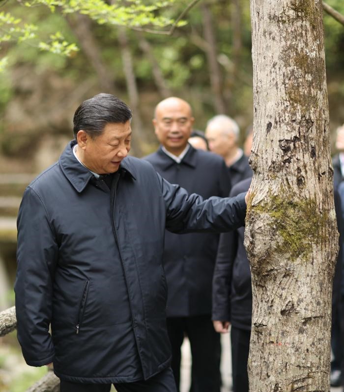 2020年4月20日，中共中央總書記、國家主席、中央軍委主席習(xí)近平在陜西考察調(diào)研。這是習(xí)近平在位于商洛市柞水縣的秦嶺牛背梁國家級(jí)自然保護(hù)區(qū)，考察秦嶺生態(tài)保護(hù)情況。 新華社記者 鞠鵬 攝