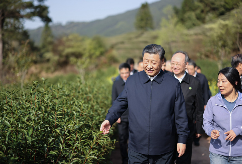 2021年3月22日下午，習近平在福建省南平市武夷山市星村鎮(zhèn)燕子窠生態(tài)茶園，察看春茶長勢，了解當?shù)夭璁a(chǎn)業(yè)發(fā)展情況。