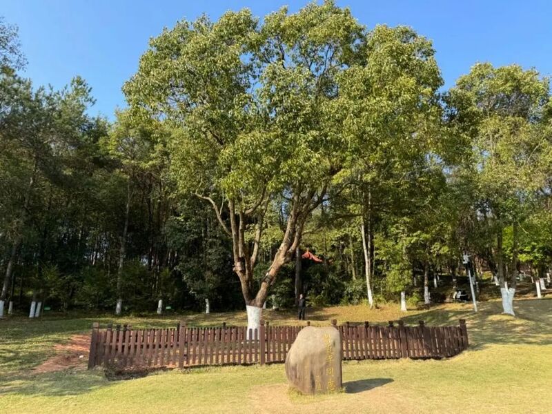 習近平同志為福建省長汀縣水土保持科教園捐種的香樟樹。圖源：學習時報