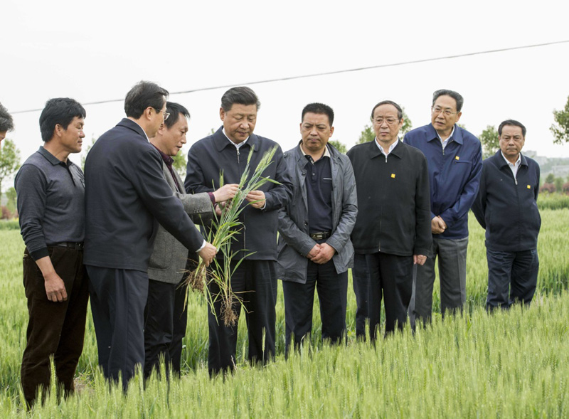2016年4月25日下午，習(xí)近平在安徽滁州市鳳陽縣小崗村察看小麥長勢。左一為種糧大戶程夕兵。新華社記者 李學(xué)仁 攝
