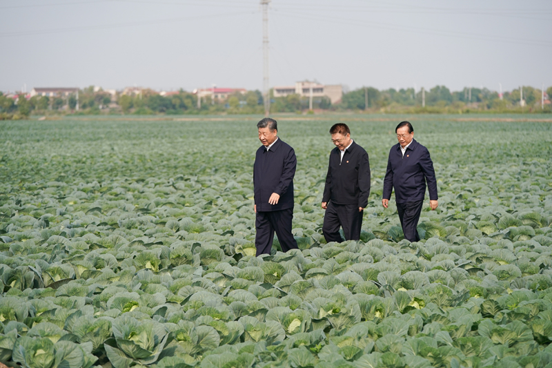2024年11月5日，習(xí)近平總書記在湖北嘉魚潘家灣鎮(zhèn)十里蔬菜長廊考察。