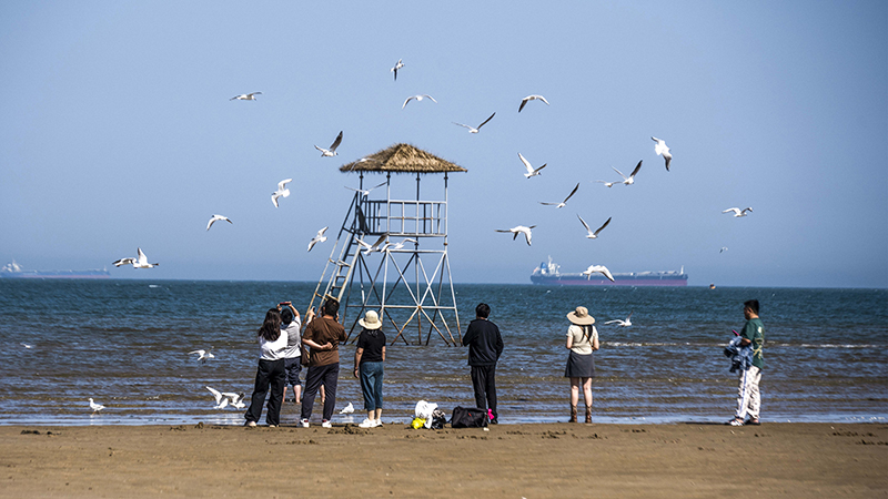 2024年5月12日，河北秦皇島，北戴河鴿子窩公園成群海鷗在天空中自由翱翔，與大海、藍天構(gòu)成了一幅美麗的畫卷。