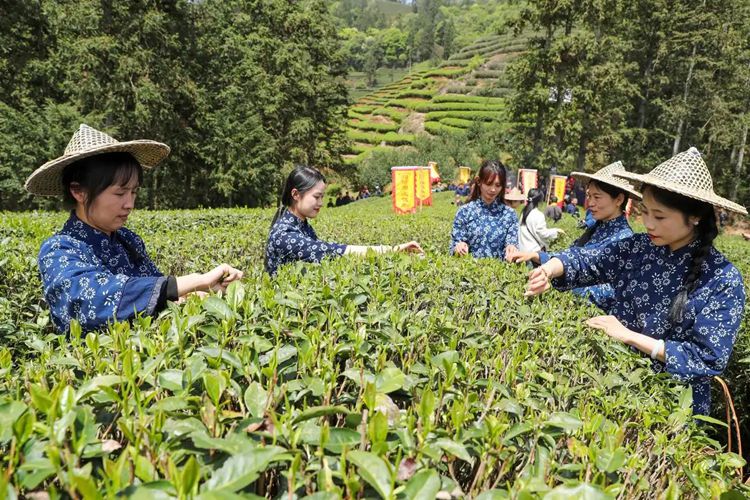 2025年4月13日，福建武夷山市星村鎮(zhèn)朝陽村茶農(nóng)在生態(tài)茶園展示采茶。新華社發(fā)（邱汝泉 攝）