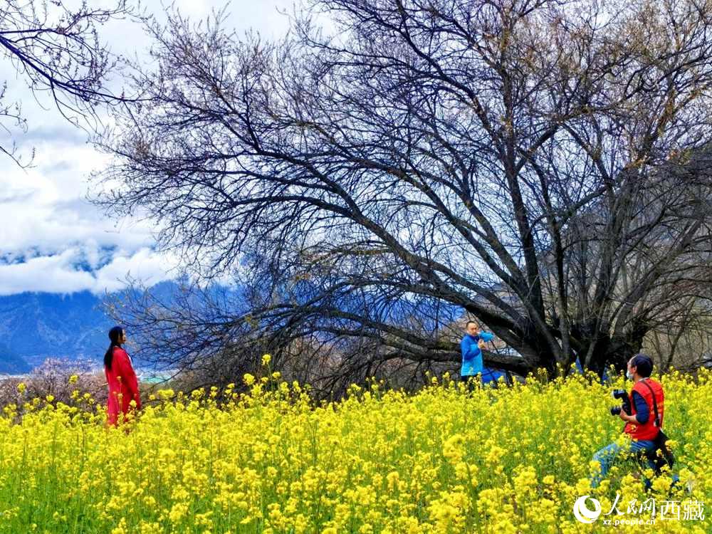 游客在桃花下拍照留念。人民網(wǎng) 李海霞攝