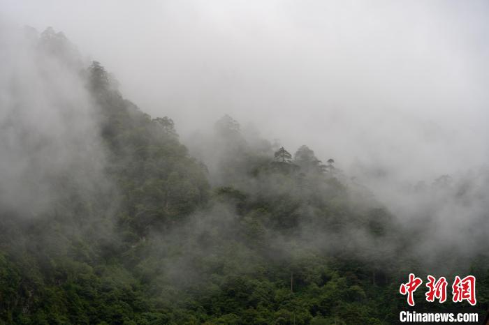 雨后勒布溝的云霧。　江飛波 攝