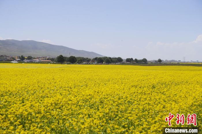 圖為青海湖畔油菜花海?！●R銘言 攝