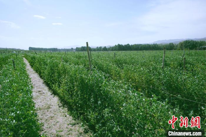 天?？h高原綠色(有機(jī))蔬菜基地種植的食用莢豆?！￡I道華 攝
