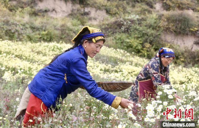 黑水村民在采摘杭白菊。桐鄉(xiāng)市宣傳部提供