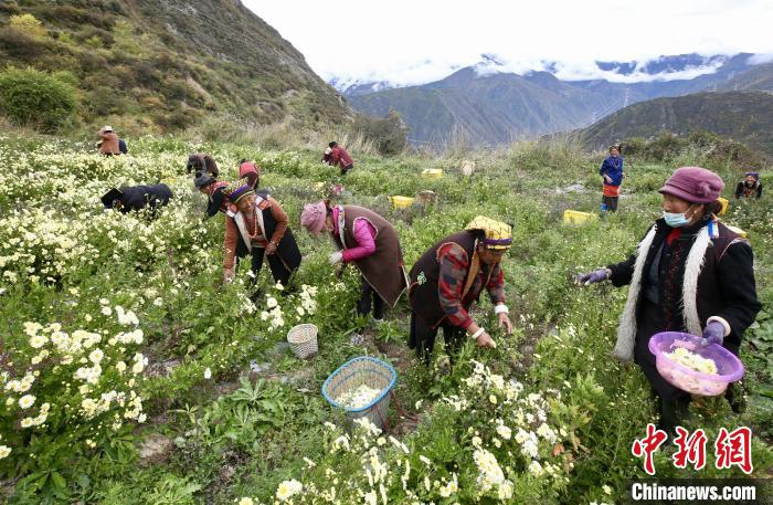 “落戶”黑水的杭白菊。桐鄉(xiāng)市宣傳部提供