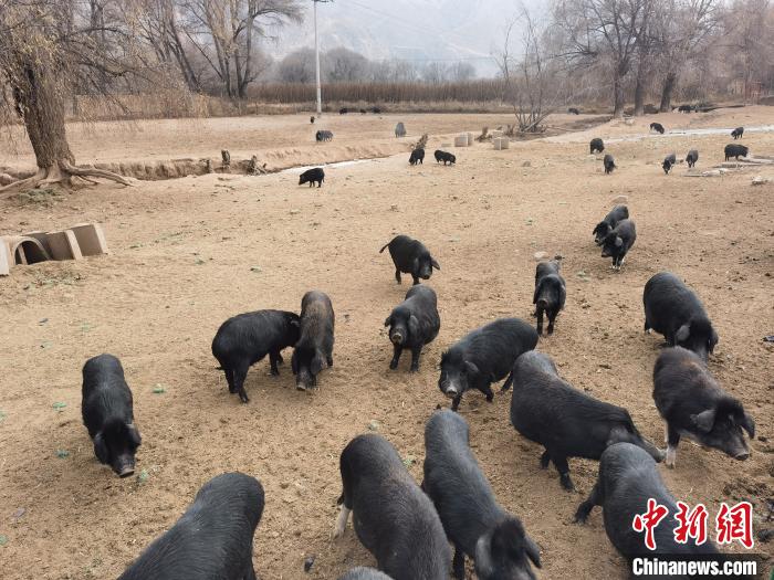 圖為藏香豬?！∑钤鲚?攝