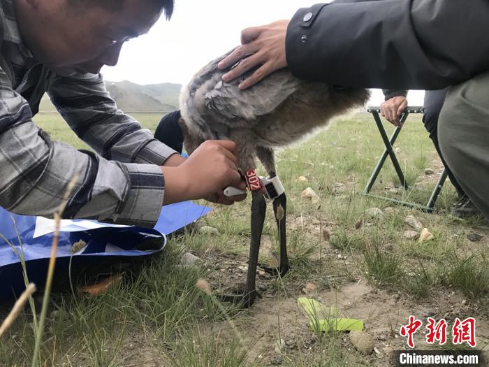 圖為研究人員為黑頸鶴佩戴GPS跟蹤設備。祁連山國家公園青海省管理局供圖