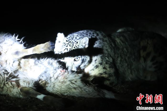 長(zhǎng)江源、瀾滄江源啟動(dòng)旗艦物種雪豹及棲息地保護(hù)項(xiàng)目