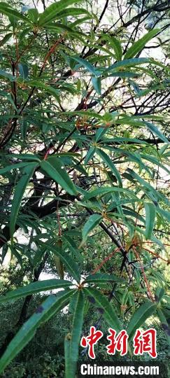 被稱為植物界“大熊貓”的五小葉槭植物?！】刀ㄊ形麄鞑抗﹫D