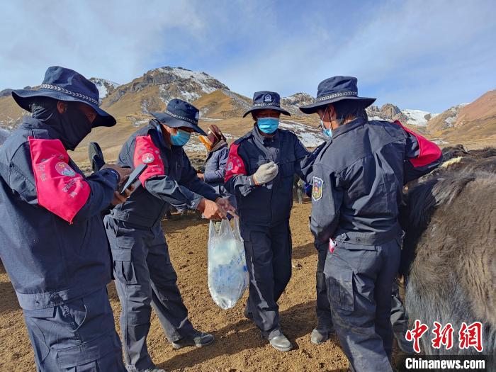 圖為義警隊員協(xié)助工作人員為牦牛接種疫苗。　青海果洛州瑪沁縣公安局下大武派出所供圖