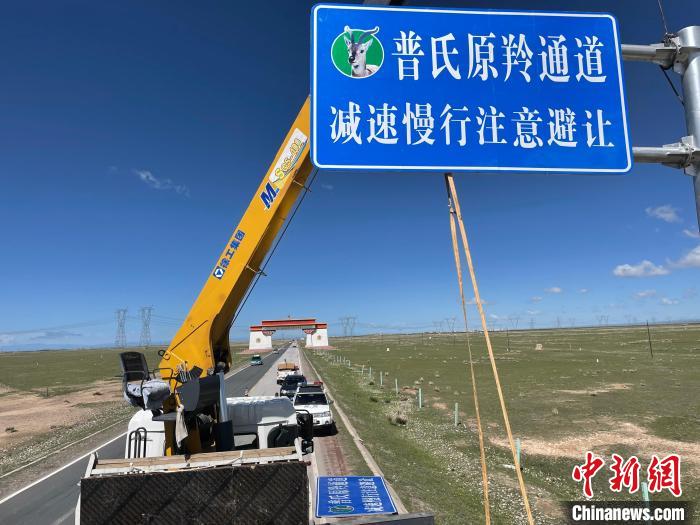 圖為青海省海北州剛察縣設(shè)立的普氏原羚通道警示牌?！∏嗪Ｊ『１敝萑嗣駲z察院供圖