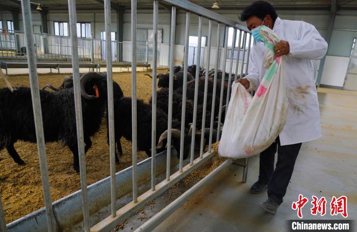 圖為飼養(yǎng)員給黑藏羊喂食?！●R銘言 攝