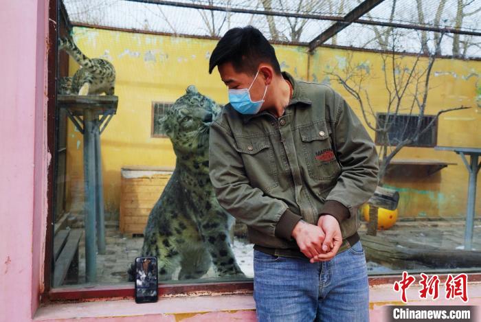 圖為雪豹“奶爸”史壽軍直播休息時與雪豹互動?！●R銘言 攝