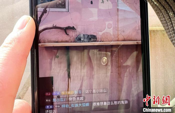 圖為雪豹“奶爸”史壽軍正在直播?！●R銘言 攝