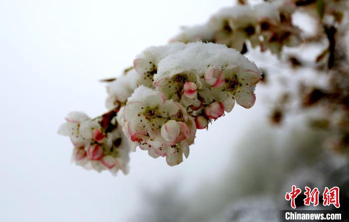 花兒被冰雪覆蓋?！±钣腊?　攝