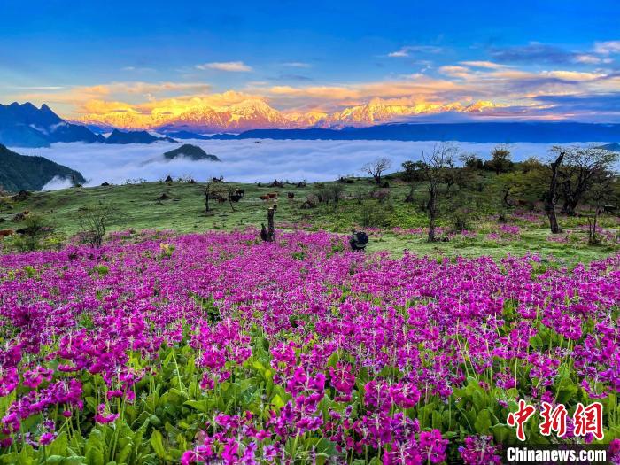 春天的牛背山花海?！∮稳仄?攝